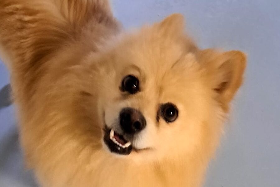 reksi spitz 21 reksi spitz 21