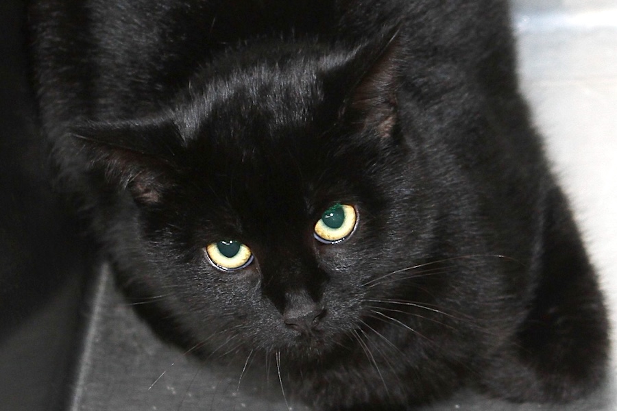 sirius IMG_4495we sirius IMG_4495we