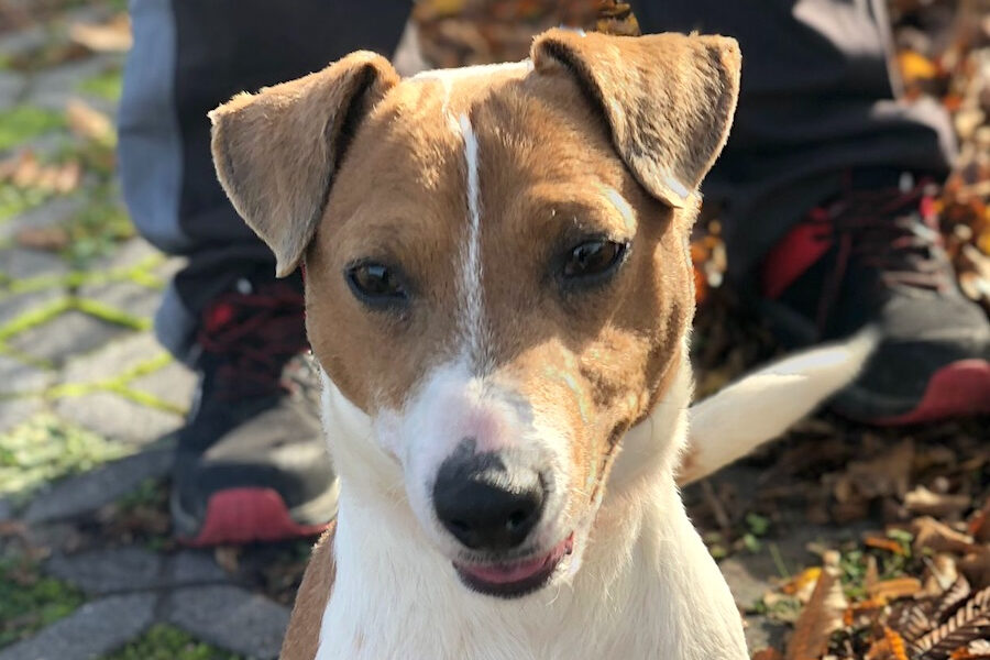 snoopy IMG 01 snoopy IMG 01