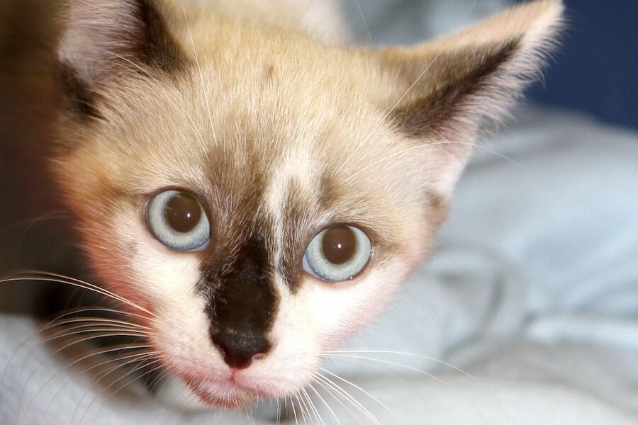 snowflake IMG_4425we snowflake IMG_4425we