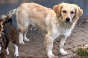 sonja IMG_003 sonja IMG_003