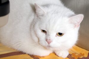 südlac IMG_5082we südlac IMG_5082we