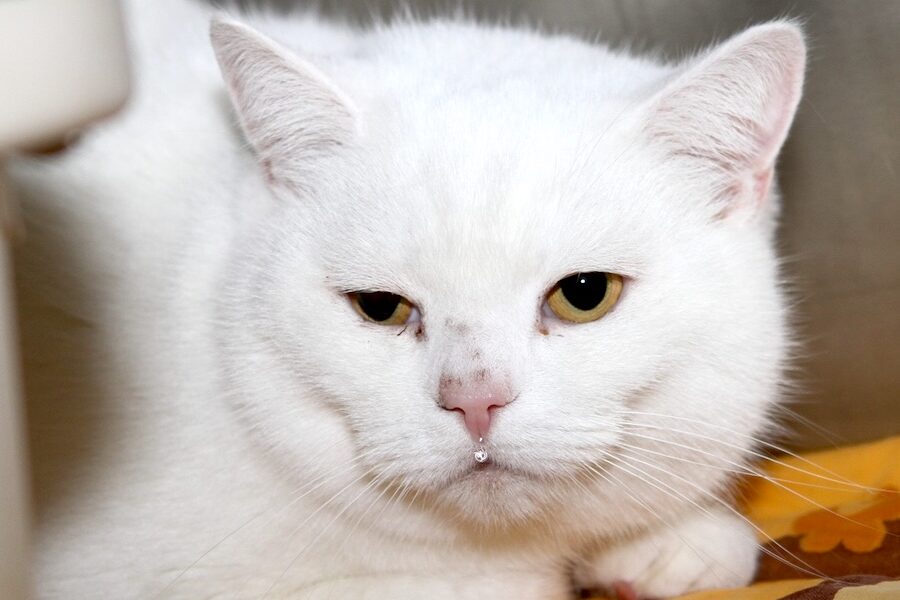 südlac IMG_5084we südlac IMG_5084we