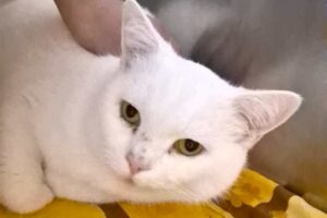 sütlac IMG001 sütlac IMG001