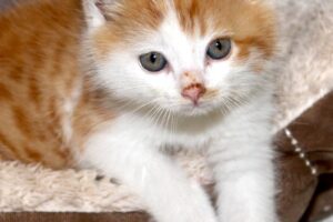 toulouse IMG_4498we toulouse IMG_4498we