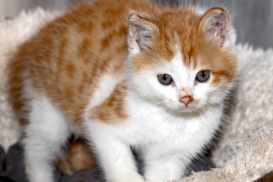 toulouse IMG_4501we toulouse IMG_4501we