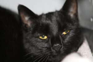 baby shado nero IMG_9593we
