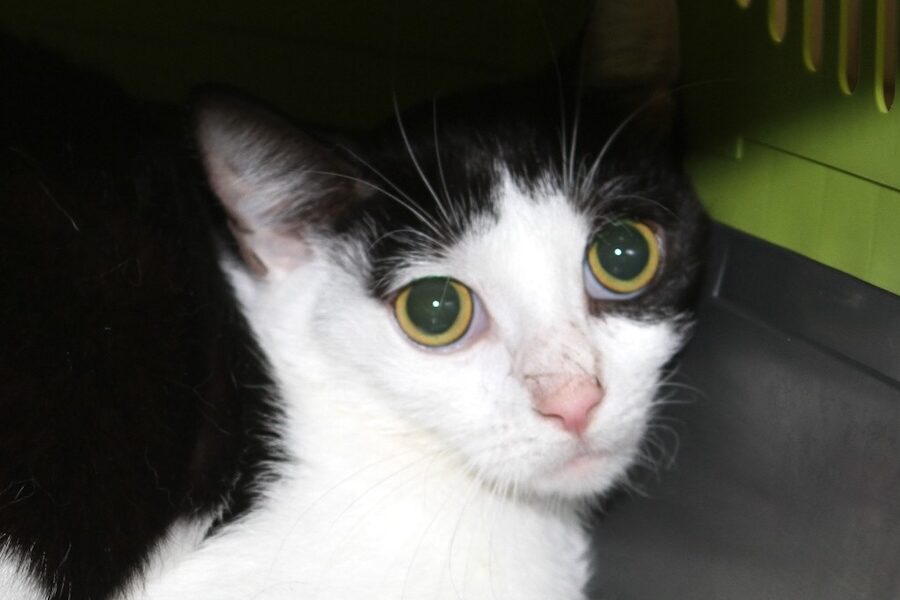 balea IMG_5650 balea IMG_5650