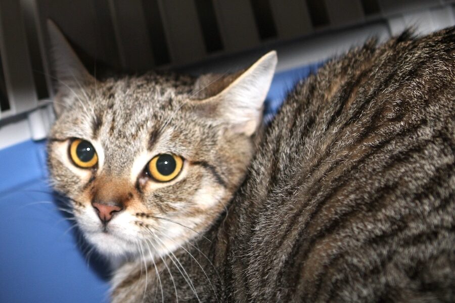 belissima IMG_5676 belissima IMG_5676