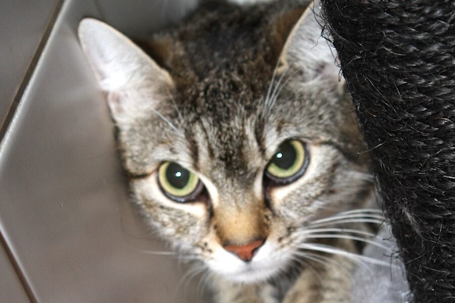 bronx web IMG_5661 bronx web IMG_5661