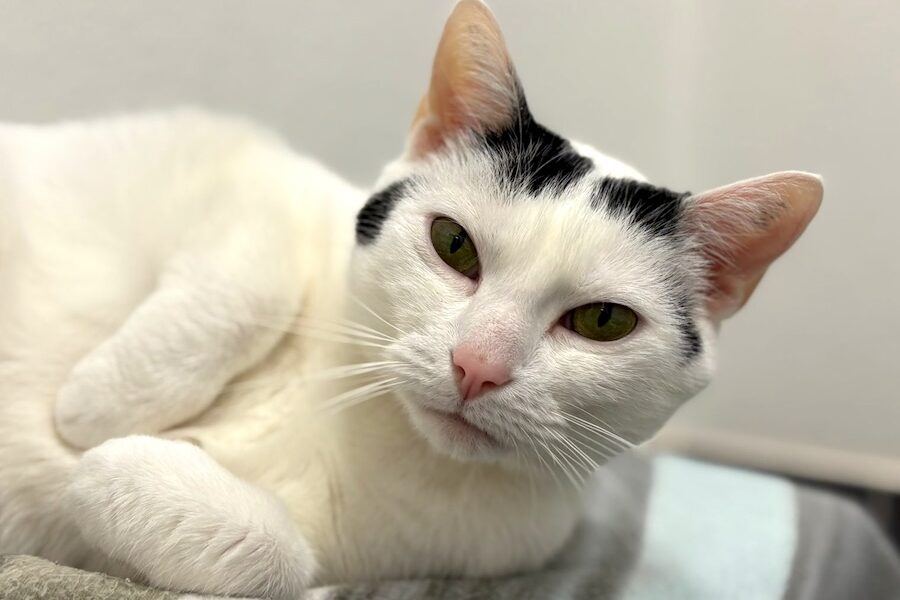 cookie IMG_006 cookie IMG_006