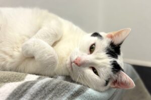 cookie IMG_007 cookie IMG_007