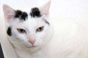 cookie IMG_9697we cookie IMG_9697we