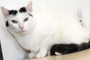 cookie IMG_9707we cookie IMG_9707we