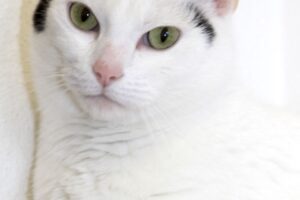 cookie IMG_9710we cookie IMG_9710we