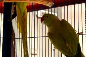 halsbandsittich von privat IMG002