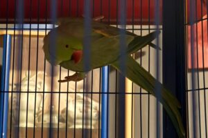 halsbandsittich von privat IMG004