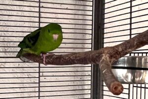 katharinasittiche IMG_002