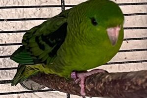 katharinasittiche IMG_003