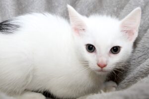 kind 2 ws webIMG_5654 kind 2 ws webIMG_5654