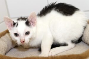 kind 4 ws nasenfleck web IMG_5663 kind 4 ws nasenfleck web IMG_5663