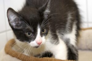 kind 5 mit kinnfleck web kind 5 mit kinnfleck web