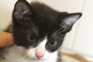 kind 6 sw ohne kinnfleck web IMG_5673 kind 6 sw ohne kinnfleck web IMG_5673