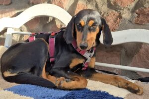 lucy IMG_006 lucy IMG_006