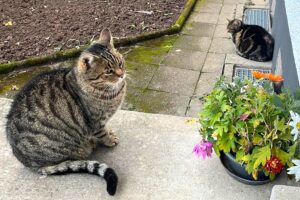 maggie leo von privat 03 maggie leo von privat 03