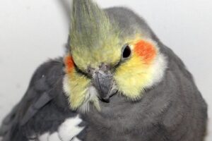 oskar IMG_9285we oskar IMG_9285we