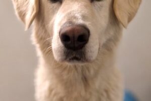 peggy sue IMG_0015