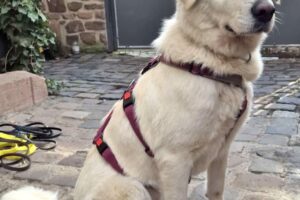 peggy sue IMG_0016