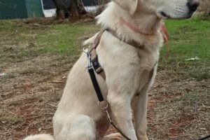 peggy sue IMG_002