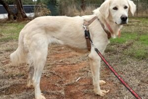 peggy sue IMG_005