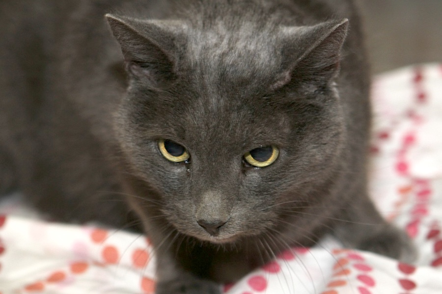 silver IMG_5693we silver IMG_5693we