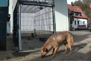 tammo IMG003 tammo IMG003