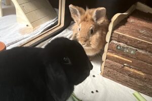 taya riko IMG_3983 taya riko IMG_3983