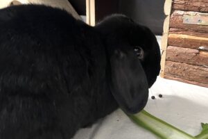 taya riko IMG_3985 taya riko IMG_3985