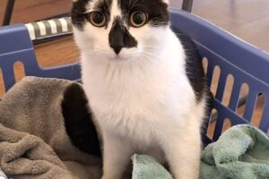 tom + jerry IMG_001 tom + jerry IMG_001