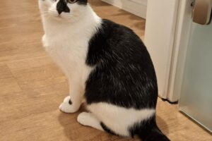 tom + jerry IMG_0010 tom + jerry IMG_0010