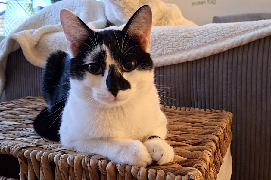 tom + jerry IMG_0011 tom + jerry IMG_0011