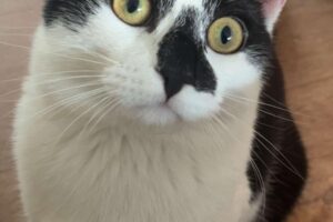 tom + jerry IMG_0015 tom + jerry IMG_0015