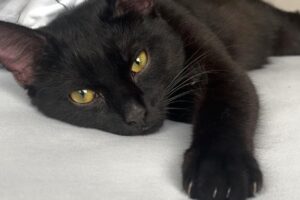 tom + jerry IMG_0017 tom + jerry IMG_0017