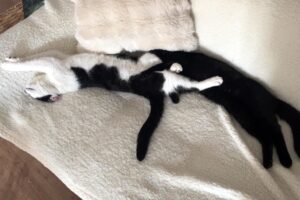 tom + jerry IMG_0018 tom + jerry IMG_0018