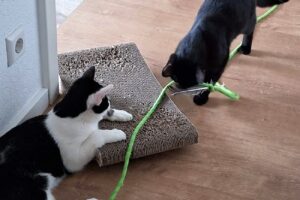 tom + jerry IMG_002 tom + jerry IMG_002