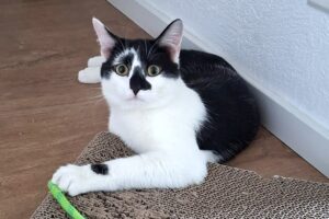 tom + jerry IMG_006 tom + jerry IMG_006