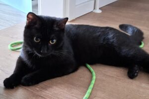 tom + jerry IMG_008 tom + jerry IMG_008