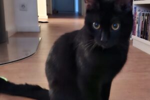 tom + jerry IMG_009 tom + jerry IMG_009