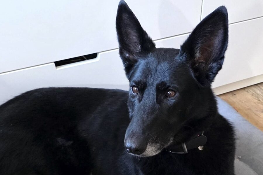 blacky von privat IMG_001 blacky von privat IMG_001