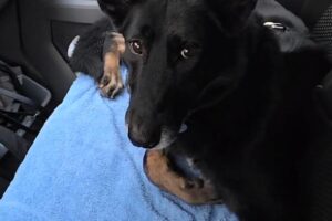 blacky von privat IMG_004 blacky von privat IMG_004